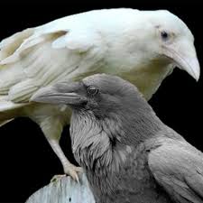 Black And White Raven Images Black White Ravens How Different They Look Albino Animals Animals Beautiful Pet Birds