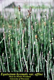 Image result for Equisetum