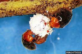 But in my area, i'd say they're only adopted on maybe 5% of the acreage, he regrets, i'd love to see that. What Is A Mealybug Destroyer Mealybug Destroyer Beetles In Gardens