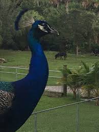 Ac Odyssey Birds Of A Feather Peacock And Miniature Horse Miniature Horse Animals Horses