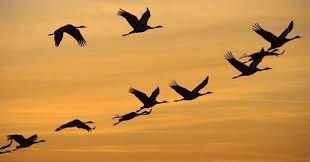 Birds Fly South For The Winter Geese Begin To Fly South To Places Like Tx Right Hehe Autumn Magic Hello Autumn Birds