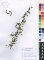 Image result for Acacia borleae