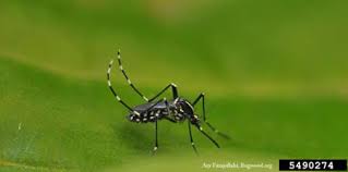 All state issued plant setters (slp), ornamental & turf pest control (otps) and landscape design (ld) licenses are still required to legally practice in the alclp exam cannot be taken in lieu of the alabama state mandated licensing exams. Mosquitocontrol