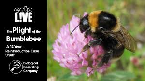 Image result for Bombus subterraneus