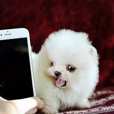 We are partnered exclusively with some of the best international show breeders in the world, specializing in the tiniest, cutest and most precious pomeranian puppies with the sweetest temperaments. Pomeranian Puppies For Sale Home Facebook