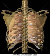 Rib smaller, humps up and laterally being squished. Posterior View Of The Lungs And Trachea In Situ In The Rib Cage Drawing 3d607003 Fotosearch