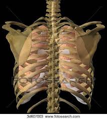 Ribs eight to ten are the false ribs and are connected to the sternum indirectly via the cartilage of the rib above them. Posterior View Of The Lungs And Trachea In Situ In The Rib Cage Drawing 3d607003 Fotosearch