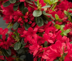 Check spelling or type a new query. Azalea Rhododendron Wolfpack Red Carla Hybrid Blooms Single Bright Red Zone 6
