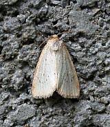 Image result for Photedes minima