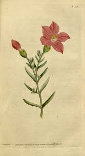 Image result for Chironia laxiflora