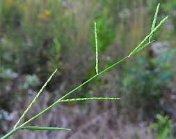 Image result for Urochloa platynota