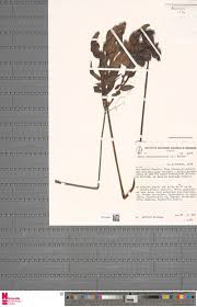 Image result for Aeollanthus ukamensis