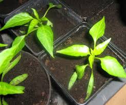 Mitte der saison bis zu 135. Ist Das Eine Paprika Oder Eine Chili Pflanze Pflanzen Garten Gemuse