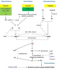 Image result for Complement Pathway