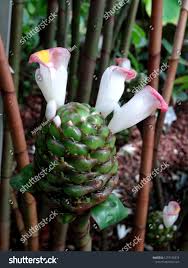 Image result for Costus afer