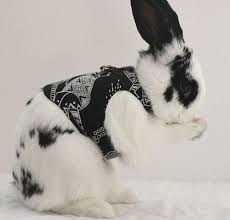 Black And White Spotted Rabbit Breeds Pin By Karen Mahota On Animals Beautiful Rabbit Cute Baby Bunnies Rabbit Breeds