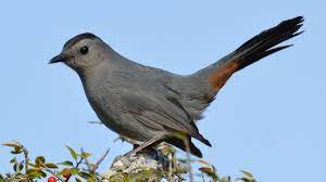 Gray Catbird Audubon Field Guide