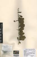 Image result for Balanites pedicellaris