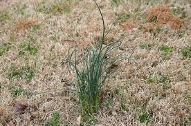Is Wild Onion Weed Hard To Get Rid Of And Is It Edible