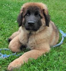 Leonberger puppies for sale near me. Leonbergers Cherrydown Vets