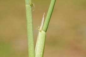 Image result for Oryza barthii
