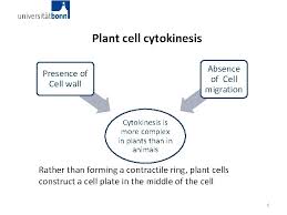 Mitosis and cytokinesis are not the same thing; Cytokinesis And Cell Plate Pcdu Seminar Winter Term