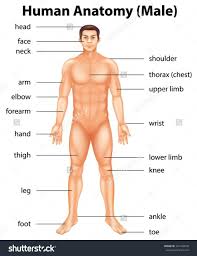 Car parts vocabulary with pictures learning english throughout car exterior body parts diagram, image size 960 x 533 px, and to view image details please click the image. Human Body Figure Name Pictures Part Of Human Body Names Human Anatomy Diagram Human Body Name Human Body Systems Human Body Anatomy