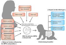 Frontiers Compositional Dynamics Of The Milk Fat Globule And Its Role In Infant Development Pediatrics