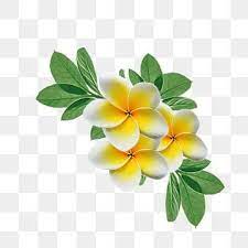 Watercolor Flowers Png Images Vector And Psd Files Free Download On Pngtree In 2021 Watercolor Flower Background Free Watercolor Flowers Watercolor Flowers
