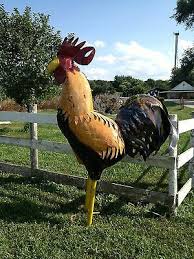 6 5 Giant Rooster Barn Yard Chicken Sold In 2 Color Choices Ebay Scrap Metal Art Metal Tree Wall Art Metal Art