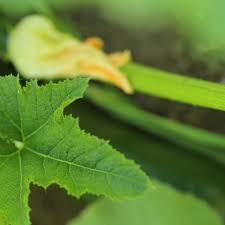 Lets do an example on a zucchini plant. Natural Ways To Remedy Yellowing Zucchini Leaves Dengarden