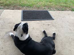 Sweet lady found at my front door, message me if she's yours.