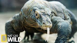 Cependant, la moyenne des individus est entre 1,5 et 2 m. Varan Du Nil Animal Fight Club Youtube