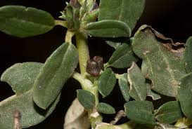 Image result for Zaleya