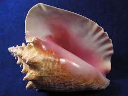 46,800+ Conch Shells Stock Photos, Pictures & Royalty-Free Images - Istock  | Sea Shells, Pineapple, Coconut