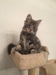 Norwegian forest kittens for sale gumtree. So You Want A Kitten Breeder Of Old Bloodline Norwegian Forest Cats