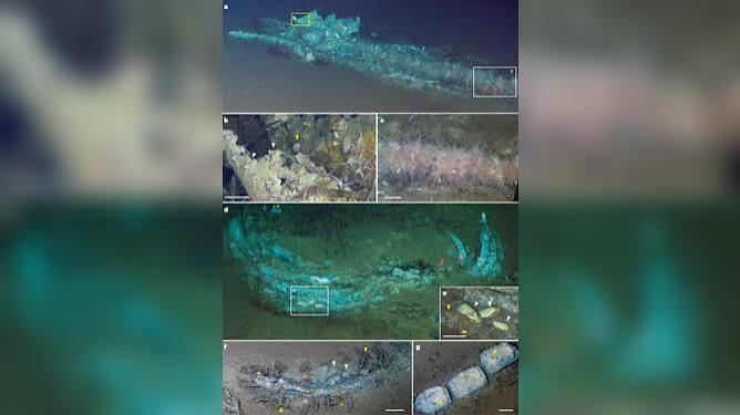 Whale graveyard with hundreds of fossils found deep beneath the Indian  Ocean | Fox Weather