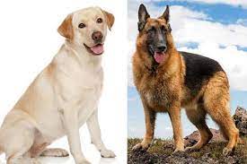 German Shepherd Vs Labrador The Guardian Vs The Loyal Labrador Anything German Shepherd