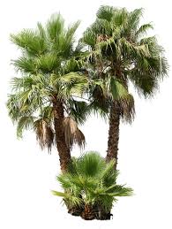 Image result for Washingtonia