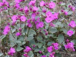 Purple, pink, yellow, red, and more. Macfarlane S Four O Clock