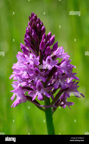 Image result for Eulophia galeoloides