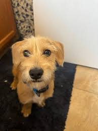 SHARING ONLY** CHINO VALLEY L