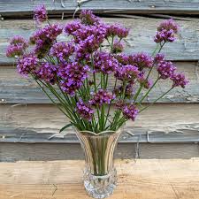 Image result for Verbena × teasii