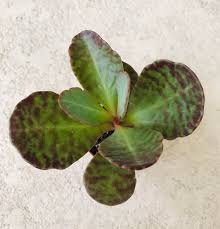 Excited To Share The Latest Addition To My Etsy Shop Kalanchoe Humilis Desert Surprise Kalanchoe Succulent Pl Planting Succulents Succulents Plant Leaves