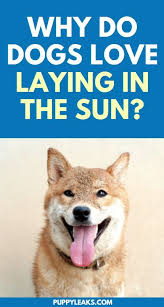 Why Do Dogs Love To Lay In The Sun Puppy Leaks Dog Love Dog Care Pembroke Welsh Corgi