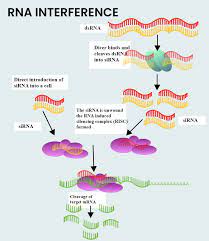 What Is The Main Function Of Rna Interference Class 12 Biology Cbse