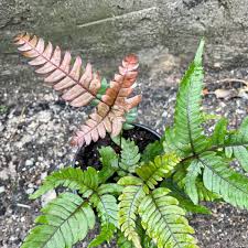 Image result for Pteris