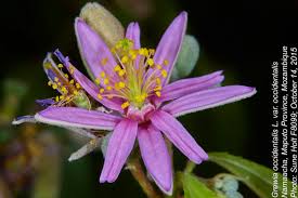 Image result for Malvaceae subfamily Grewioideae