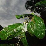 Image result for Aidia micrantha