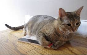 Résultat de recherche d'images pour "catflexing"